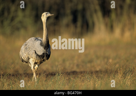 amerikanische Rhea, Rhea americana Stockfoto