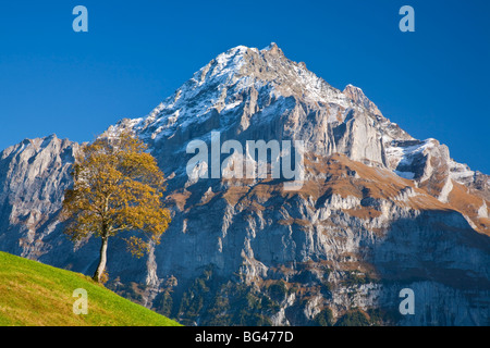 Herbst Farbe & Almwiese, Wetterhorn & Grindelwald, Berner Oberland, Schweiz Stockfoto