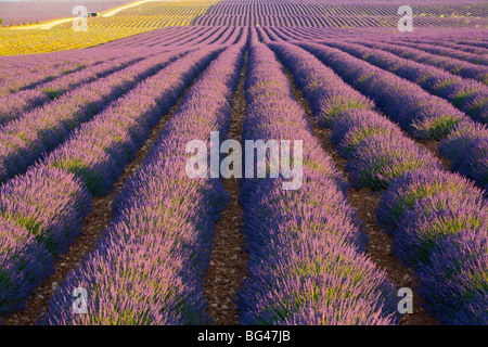 Lavendel-Feld in der Nähe von Valensole, Provence-Alpes-Cote d ' Azur, Frankreich Stockfoto
