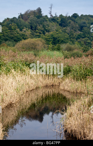 Wildgeflügel und Feuchtgebiete Vertrauen in Arundel, West Sussex, England Stockfoto