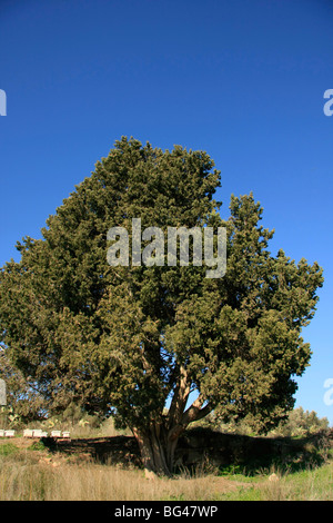 Israel, unteren Galiläa-Zypresse (Cupressus Sempervirens) in Ilania Stockfoto