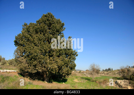 Israel, unteren Galiläa-Zypresse (Cupressus Sempervirens) in Ilania Stockfoto