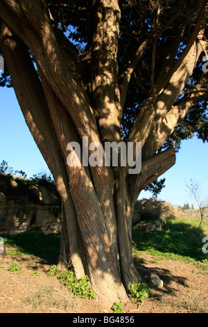 Israel, unteren Galiläa-Zypresse (Cupressus Sempervirens) in Ilania Stockfoto