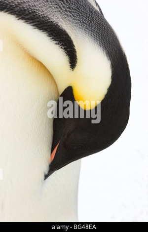 Kaiser-Pinguin Aptenodytes Forsteri, Nahaufnahme des Erwachsenen. Snow Hill Island Rookery, Antarktis Stockfoto