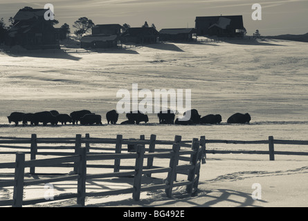 USA, Utah, Mt. Carmel Junction, Buffalo Ranch, winter Stockfoto