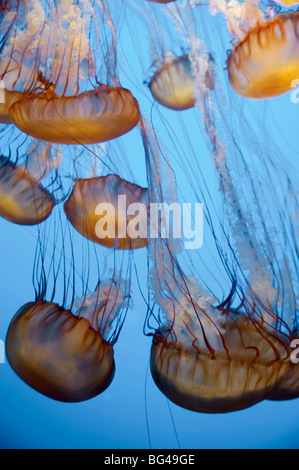 USA, California, Monterey Bay Aquarium, Pazifischen Meer Brennnessel Quallen (Chrysaora Quinquecirrha) Stockfoto