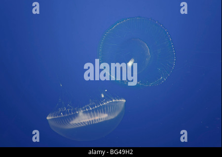 USA, California, Monterey Bay Aquarium, Quallen Stockfoto