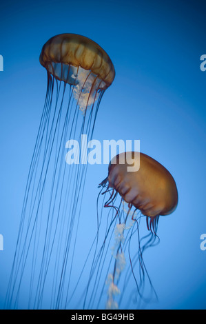 USA, California, Monterey Bay Aquarium, Pazifischen Meer Brennnessel Quallen (Chrysaora Quinquecirrha) Stockfoto