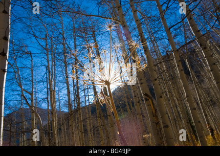 USA, Colorado, Maroon Bells Naturgebiet Stockfoto