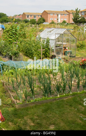 Zuteilung Grundstücke zeigen Gewächshäuser, Hochbeeten und Netting junges Gemüse zu schützen und Wohnungswesen im Hintergrund Stockfoto