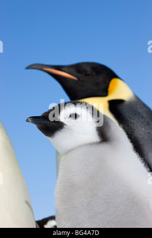 Kaiser-Pinguin und junge Küken auf Snow Hill Island Rookery, Weddellmeer, Antarktis. Stockfoto