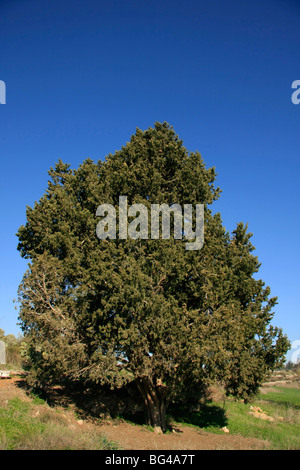 Israel, unteren Galiläa-Zypresse (Cupressus Sempervirens) in Ilania Stockfoto