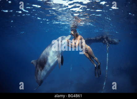 Delfin-Trainer Interaktion mit Tümmler (Tursiops Truncatus), Dolphin Reef, Eilat, Israel - Rotes Meer. Stockfoto