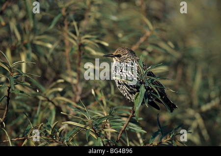 Starling und Sanddorn, Sturnus Vulgaris & Hippophae rhamnoides Stockfoto