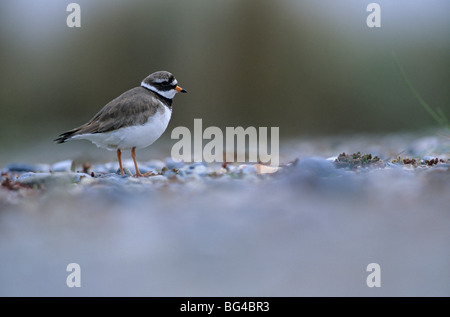 Flussregenpfeifer Regenpfeifer, Sommerkleid, Charadrius hiaticula Stockfoto