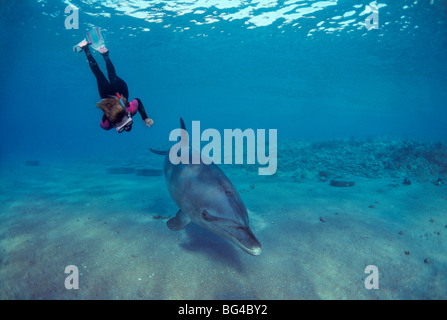 Schnorchler mit Tümmler (Tursiops Truncatus), Nuweiba, Ägypten - Rotes Meer. Stockfoto