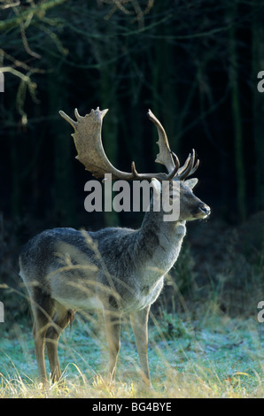 Damwild, Bull, Dama Dama - (Cervus Dama) Stockfoto