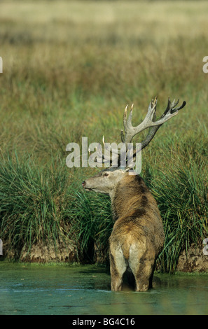 Rothirsch, Bull, Cervus elaphus Stockfoto