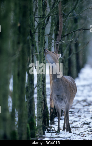 Sika-Hirsche, Doe, Unterart: Dybowski, Cervus Nippon (Hortulorum) Stockfoto