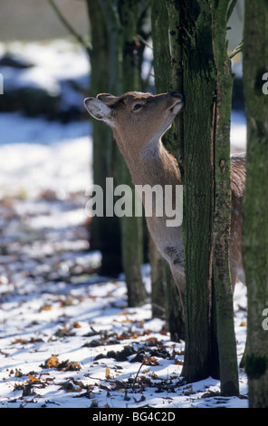 Sika-Hirsche, Doe, Unterart: Dybowski, Cervus Nippon (Hortulorum) Stockfoto