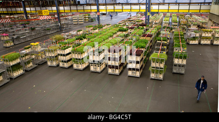 Blumenversteigerung in Aalsmeer, eine Genossenschaft von 6000 (Blume) Bauern in den Niederlanden Stockfoto