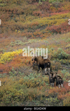 Elch, Kühe und Kälber, Alces Alces Alces Alces gigas Stockfoto