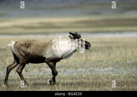 Woodland Caribou, Stier, Rentier, Rangifer Tarandus, Rangifer Tarandus Caribou Stockfoto