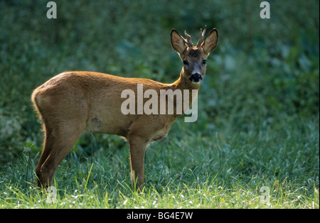 Rehe, Männlich, Capreolus capreolus Stockfoto