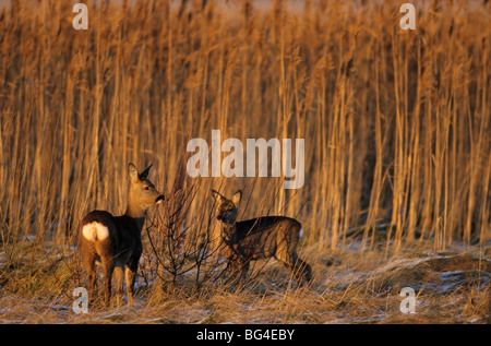 Rehe, Doe und Fawn, Capreolus capreolus Stockfoto