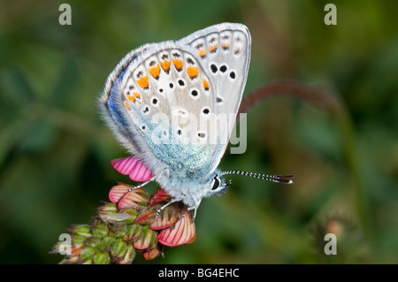 Gemeinsamen Blue Butterfly (Polyommatus Icarus) Stockfoto