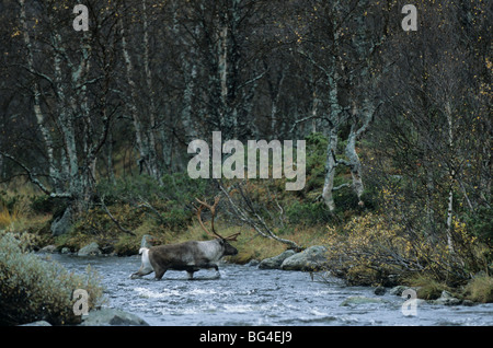 Rentier, Bull, Rangifer Tarandus Rangifer Tarandus tarandus Stockfoto