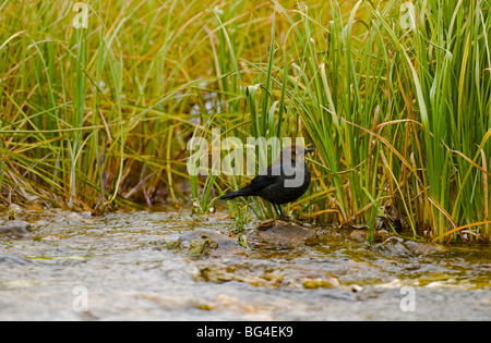 Ein American Dipper Vogel Nahrungssuche entlang eine rasche Ausführung Stream in Jasper Nationalpark Alberta Kanada Stockfoto
