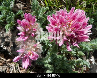Berg-Niere-Wicke (Anthyllis Montana) Stockfoto