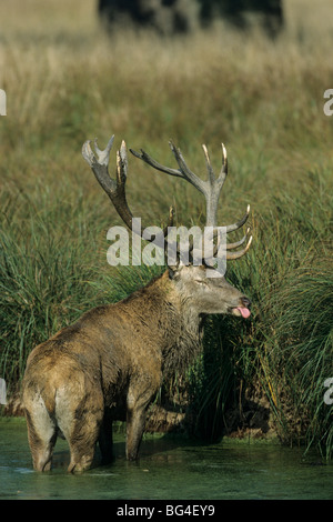 Rothirsch, Bull, Cervus elaphus Stockfoto