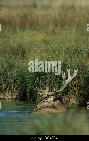 Rothirsch, Bull, Cervus elaphus Stockfoto