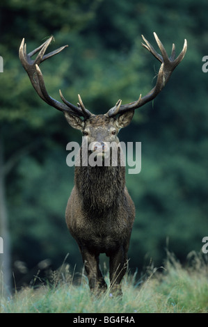 Rothirsch, Bull, Cervus elaphus Stockfoto