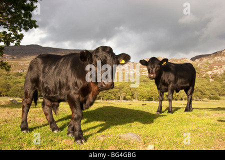 Welsh Black Rinder, Snowdonia, North Wales, UK Stockfoto