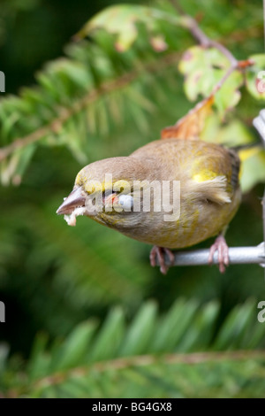 Grünfink mit Haken in der Nähe von Auge, England, UK Stockfoto