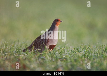 Rebhuhn, Perdix Perdix, Gras, Norfolk, Großbritannien, November 2009 Stockfoto