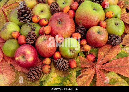 Die Reifen Äpfel und Zapfen mit Herbstlaub Stockfoto