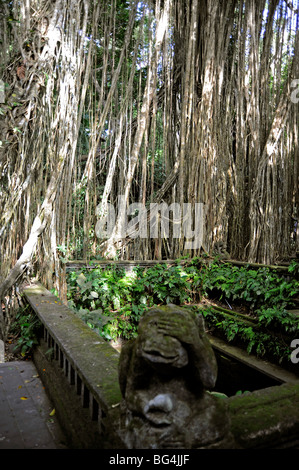 Banyan-Baum im Wald Sacred Monkey Sanctuary in Ubud, Bali, Indonesien Stockfoto