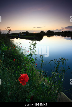 Mohn an den Ufern der Kennet und Avon Kanal bei Caen Hill Locks, in der Nähe von Devizes, Wiltshire Stockfoto