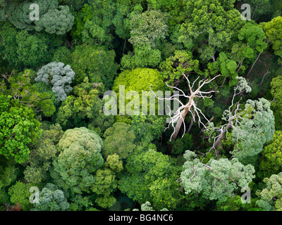 Eine Luftaufnahme von Johors üppigen Wald. Stockfoto