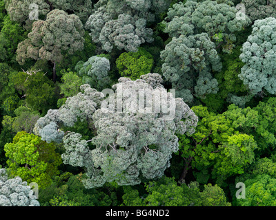 Eine Luftaufnahme von Johors üppigen Wald. Stockfoto