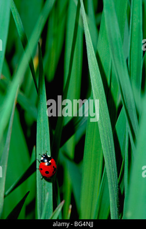 Ein neun-spotted Ladybird Käfer (Coccinella Novemnotata) klammert sich um Klinge an warmen Frühlingsmorgen, Denver Colorado USA grass Stockfoto