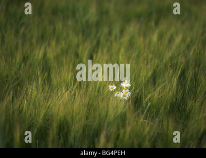 Gänseblümchen im Kornfeld Stockfoto