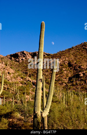 Mondaufgang über einen Wald von Saguaro-Kaktus, im Saguaro National Park, in der Nähe von Tucson, Arizona, Südwesten, USA Stockfoto