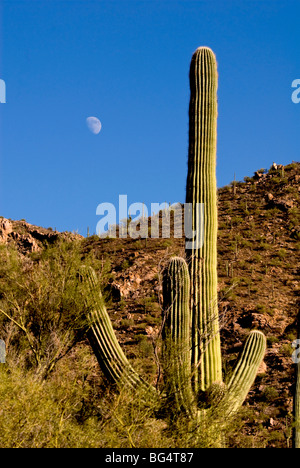 Mondaufgang über ein Saguaro-Kaktus im Saguaro National Park. Stockfoto