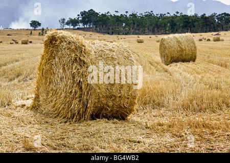 Heuballen in einem Weizenfeld auf einem Bauernhof in der Nähe von Ceres, Südafrika. Stockfoto