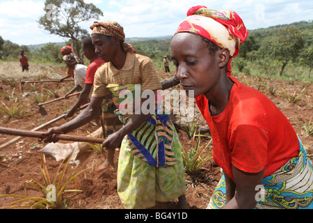Während des Krieges in Burundi eine halbe million Menschen nach Tanzania.Now geflohen kehren sie zurück, dass Ands beim Wiederaufbau ihrer Häuser Stockfoto